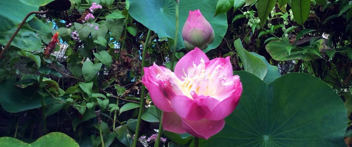 ความหวาดกลัวของหัวใจ