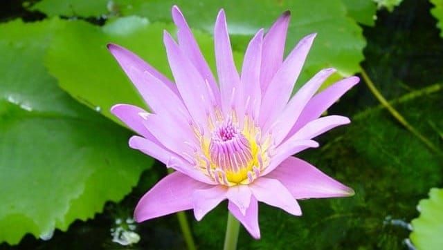 ค่าของชีวิต