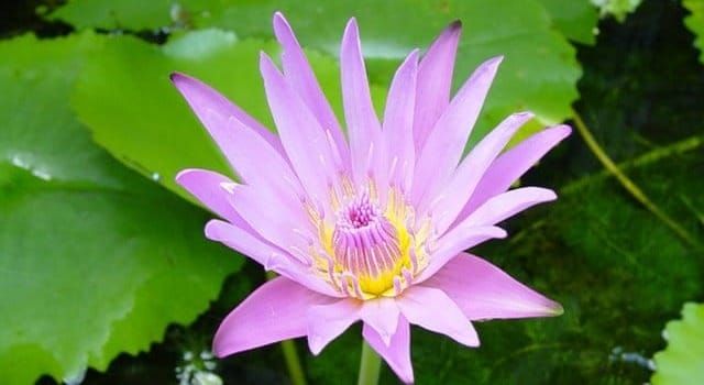 บวชใจไม่บวชกาย