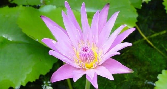 ปัจจัตตัง