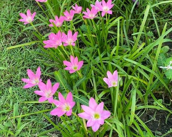 ท่านพุทธทาสกับเถรวาทและมหายาน