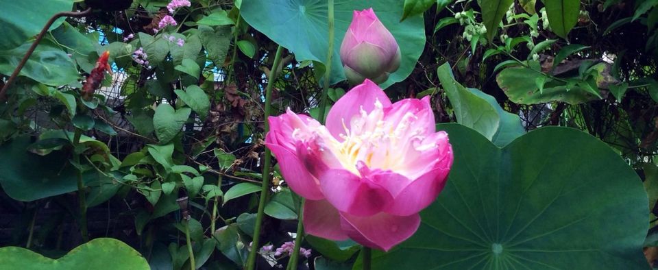 พรหมทัณฑ์