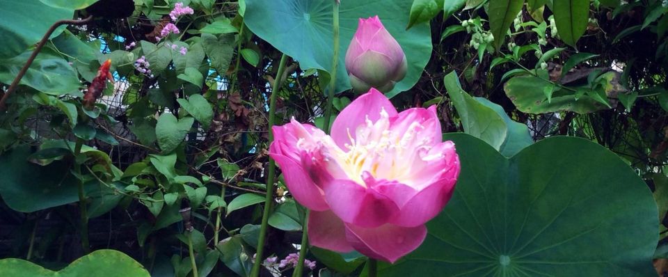 เดินหลายเส้นทาง ก้าวอย่างสันติ