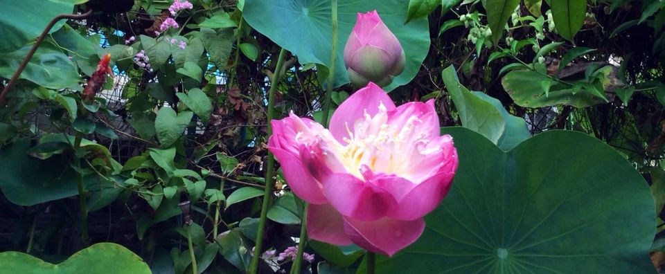 สุมไฟไหม้เรือน