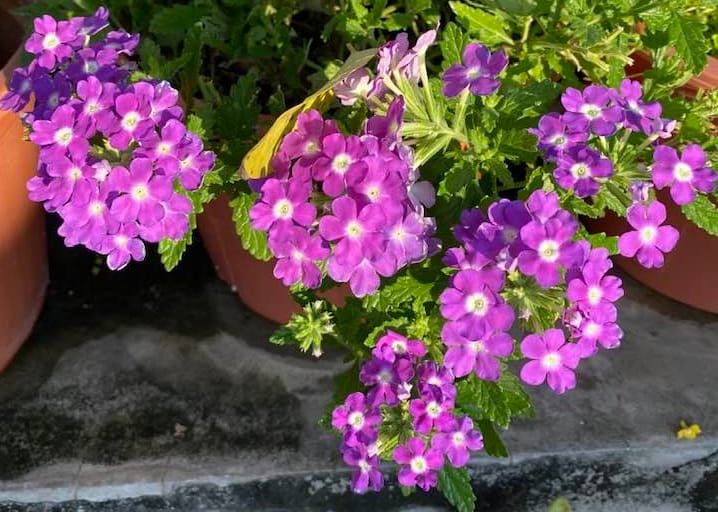 ความหลุดพ้นแห่งใจอันไม่กลับกำเริบ