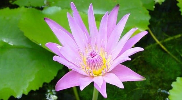 ขันธ์ห้า