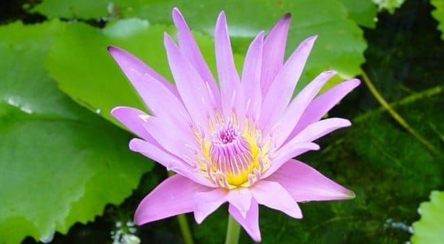 รำลึกท่านพุทธทาส ตามรอยธรรม