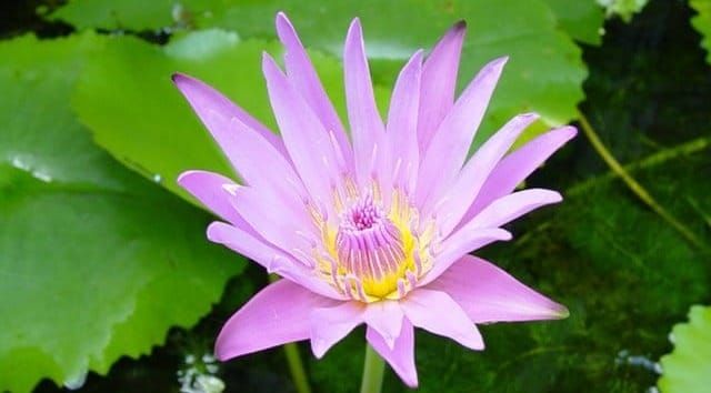 กาลามสูตรอันทรงตรัส