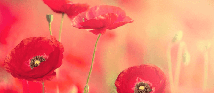 8 Flower Photography Tips To Make Your Photographs Bloom