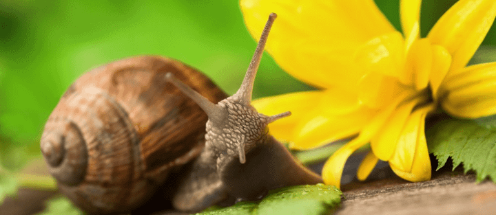 What Is Macro Photography?