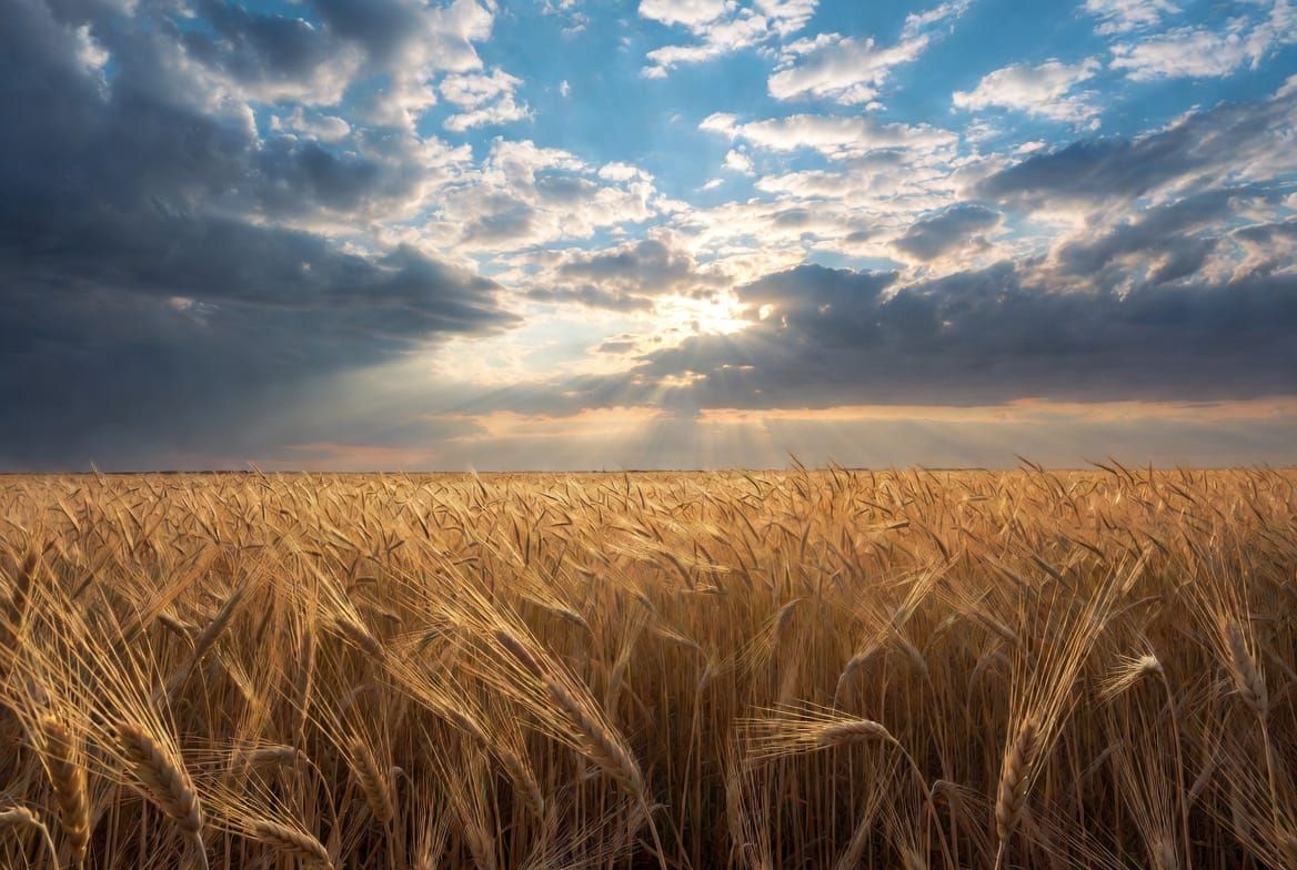 The Harvest Is Plentiful: Friday of Summer Embertide 2026 (Matthew 9:35-38)