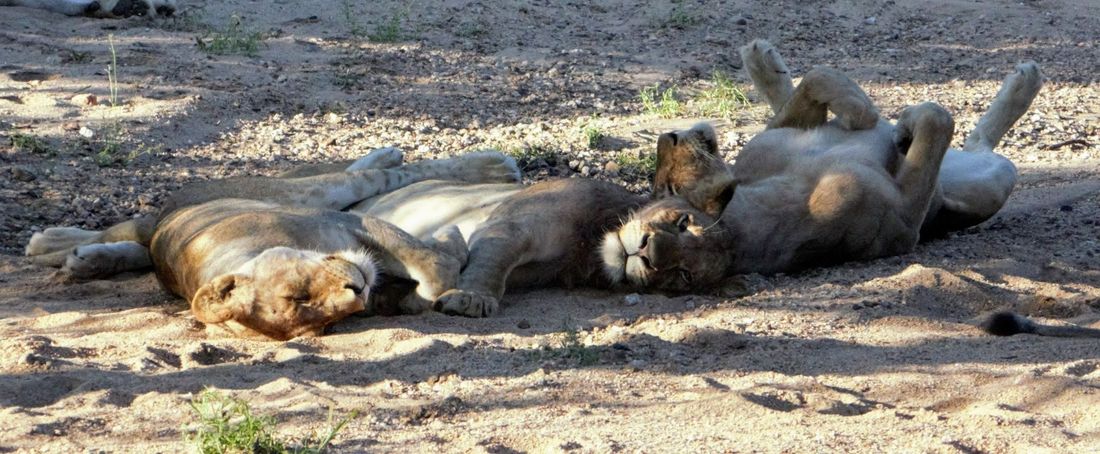 South Africa, and My Attempts to Dabble in Photography