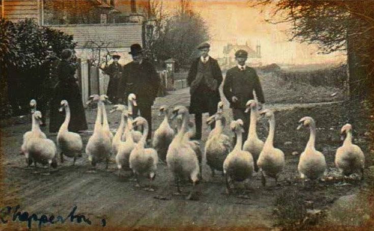🗓️ What's on in & around Shepperton