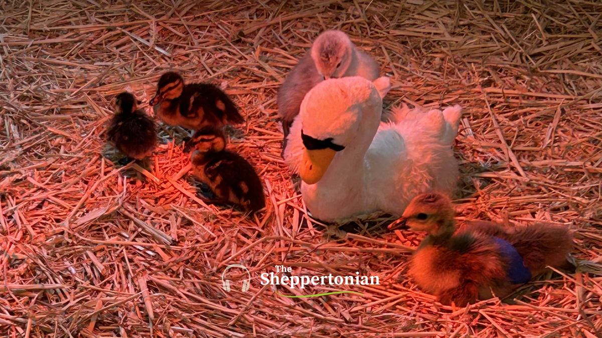 🦢 The Swan Sanctuary: A Legacy of Care