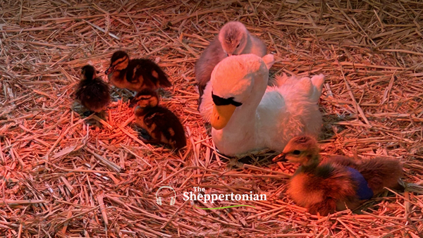 🦢 The Swan Sanctuary: A Legacy of Care