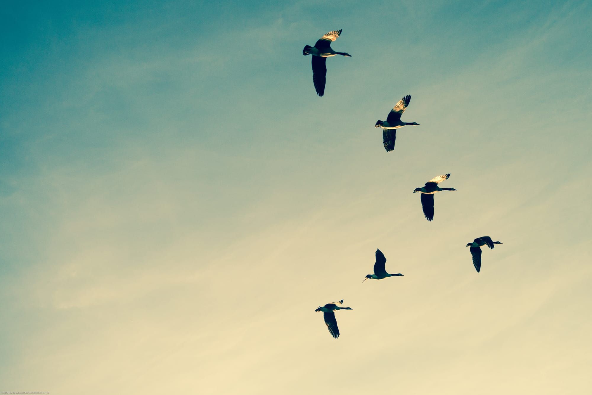 Have You Lost Your Bliss? Let’s Learn How to Get it Back              你是不是很久没有感受过绵延不断的幸福？让我们一起把他找回来。