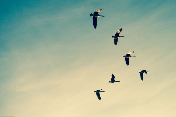 Have You Lost Your Bliss? Let’s Learn How to Get it Back              你是不是很久没有感受过绵延不断的幸福？让我们一起把他找回来。