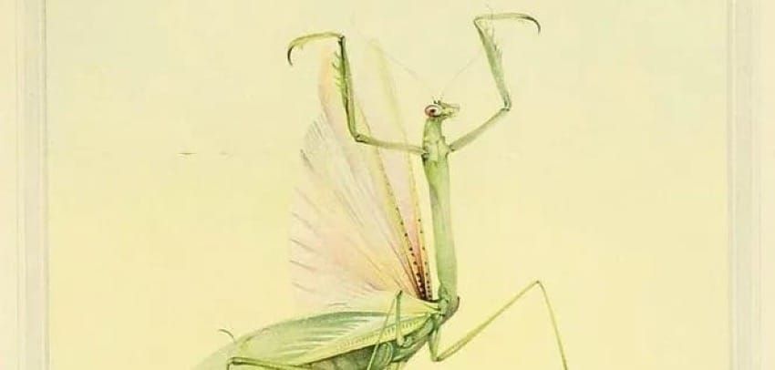 And Those Summer Bugs?