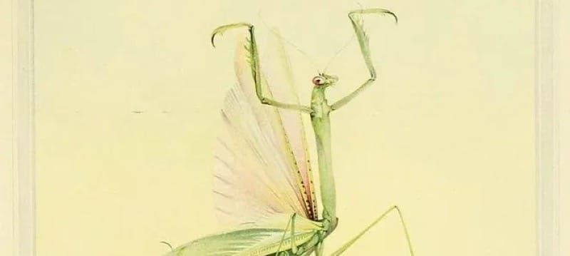 And Those Summer Bugs? | Study Portal