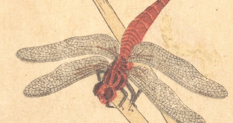 The Red Dragon