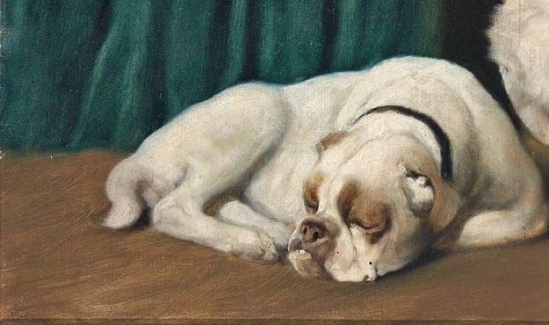 The Dog Days