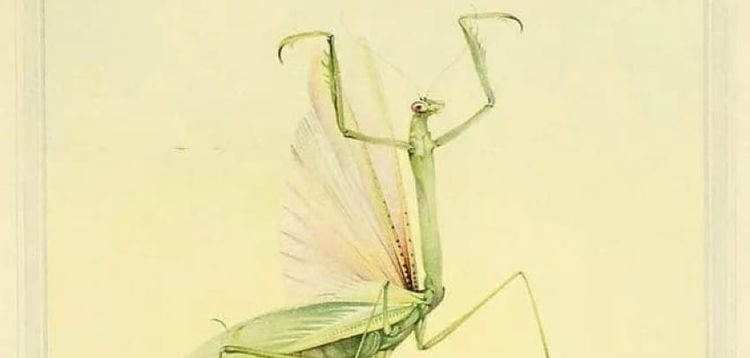 And Those Summer Bugs?
