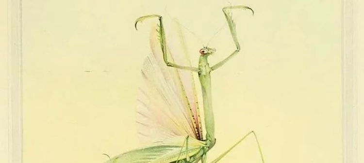 And Those Summer Bugs? | Study Portal