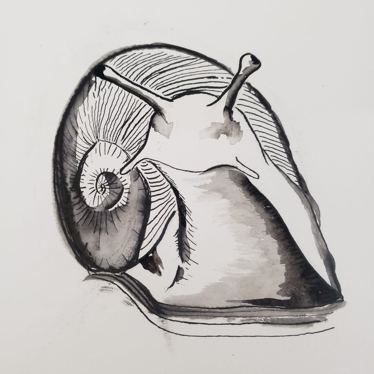 Mollusk