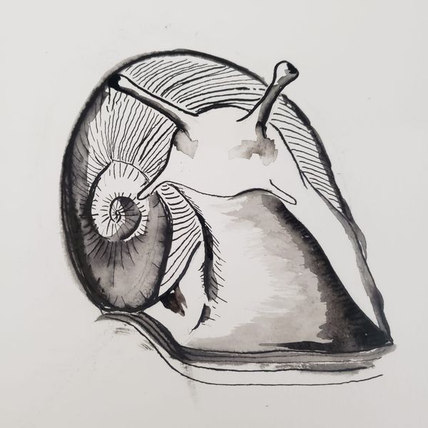 Mollusk