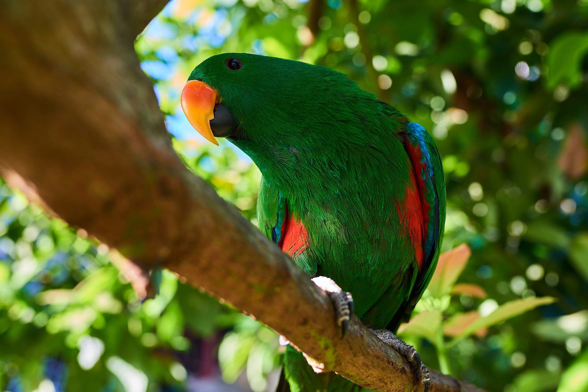 An Eclectus parrot in Papua New Guinea.