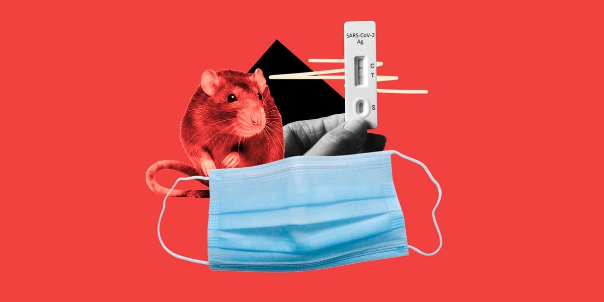 How Is Hantavirus Similar to (And Different From) COVID-19? Experts Explain