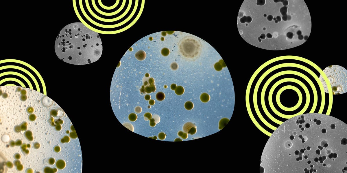 This Rare Fungus Can Spread From Cats to Humans