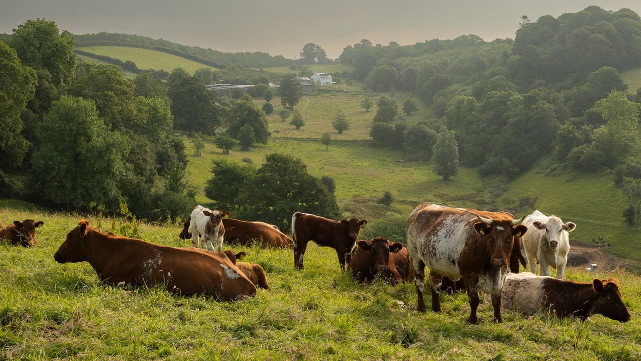 Devon Sent: It’s Time to Visit the Dreamy English County Starring in ‘Sense and Sensibility’