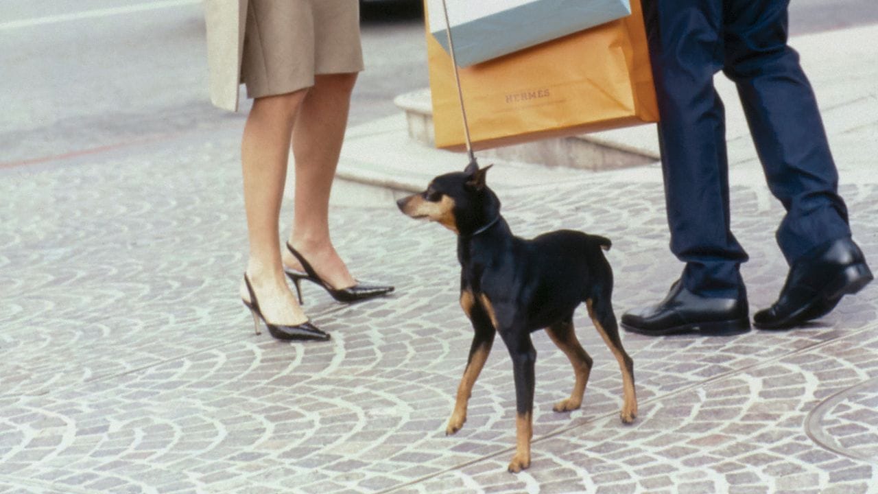 9 Vogue Editors on the Dog Essentials They (and Their Four-Legged Friends) Can’t Live Without