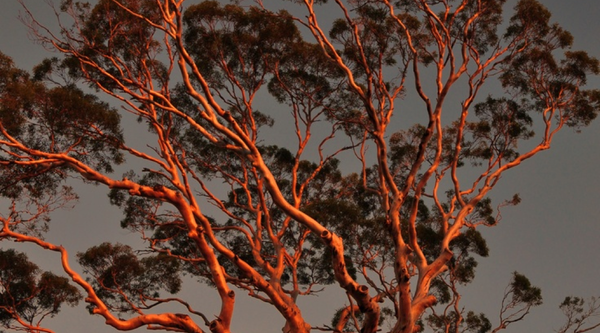 Red-light therapy: the science of light and longevity