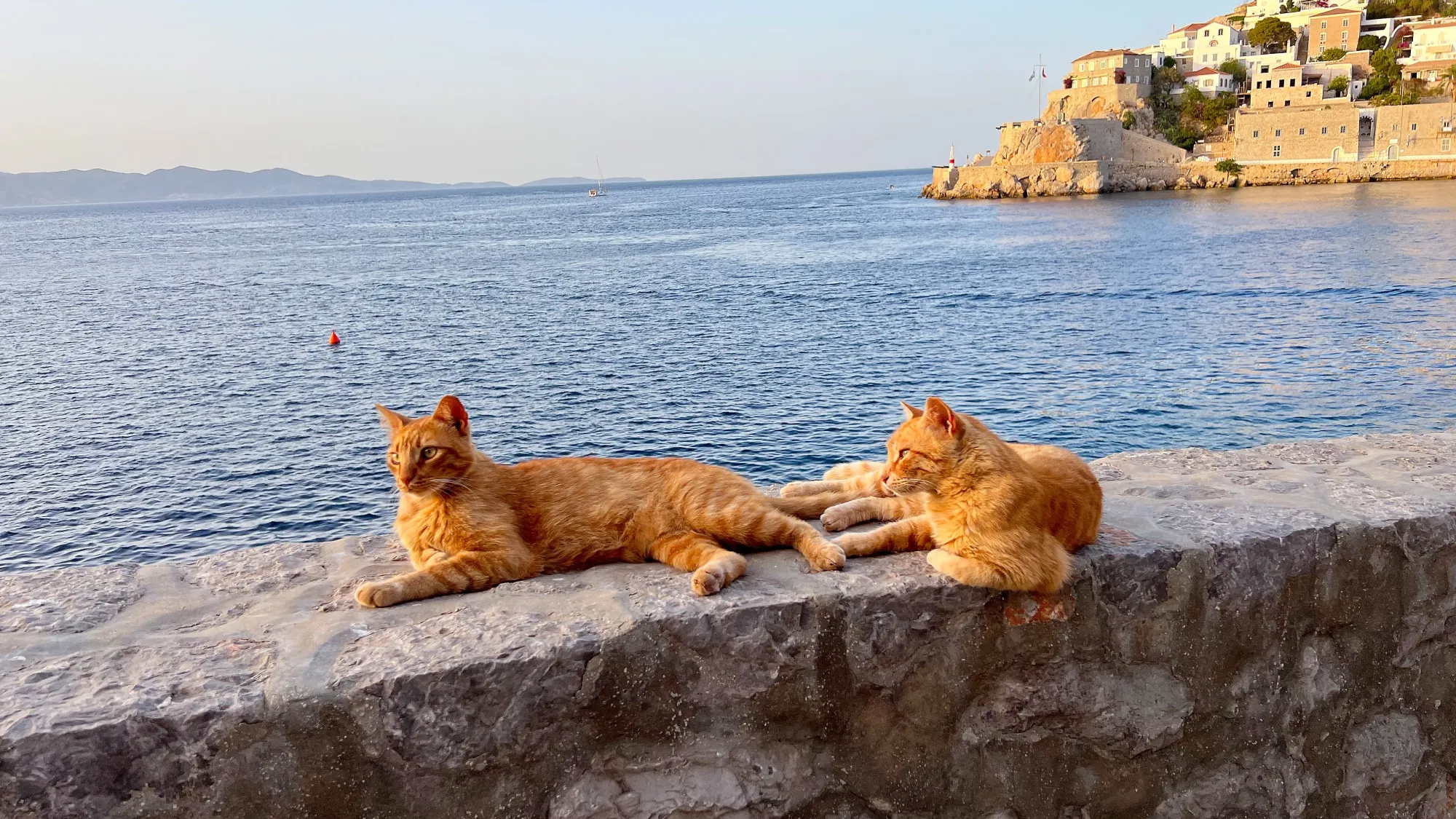 Two orange cats resting on a stone wall overlooking the sea