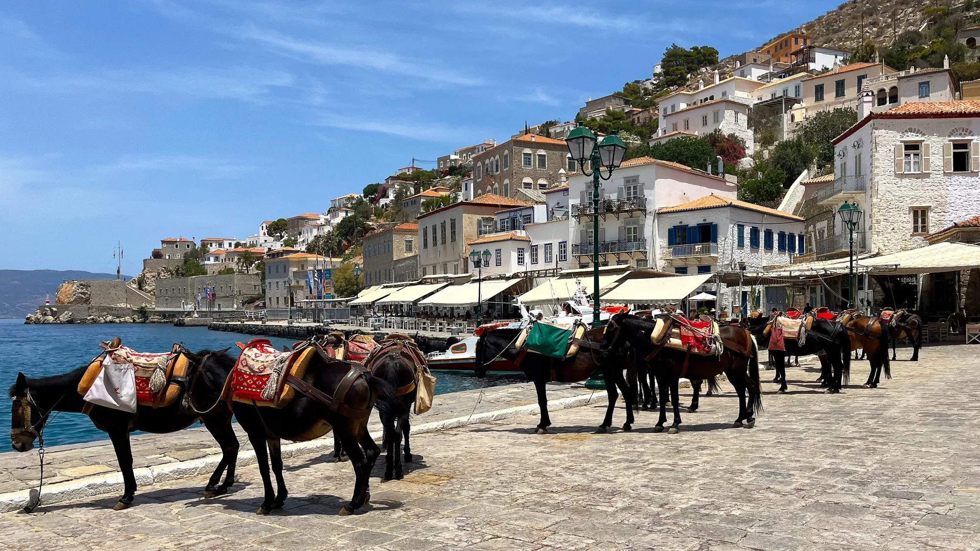 Colorfully dressed donkeys lined up by the docks in the sun