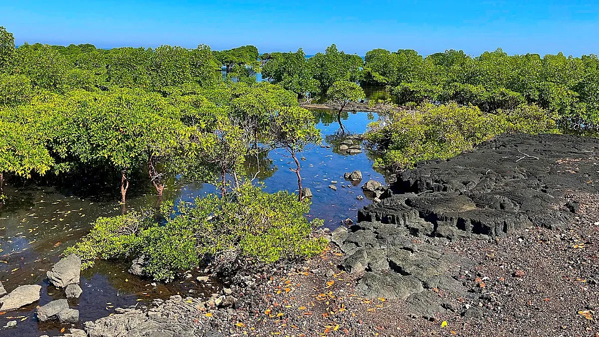 Series of green-topped mangrove trees growing out of the standing water