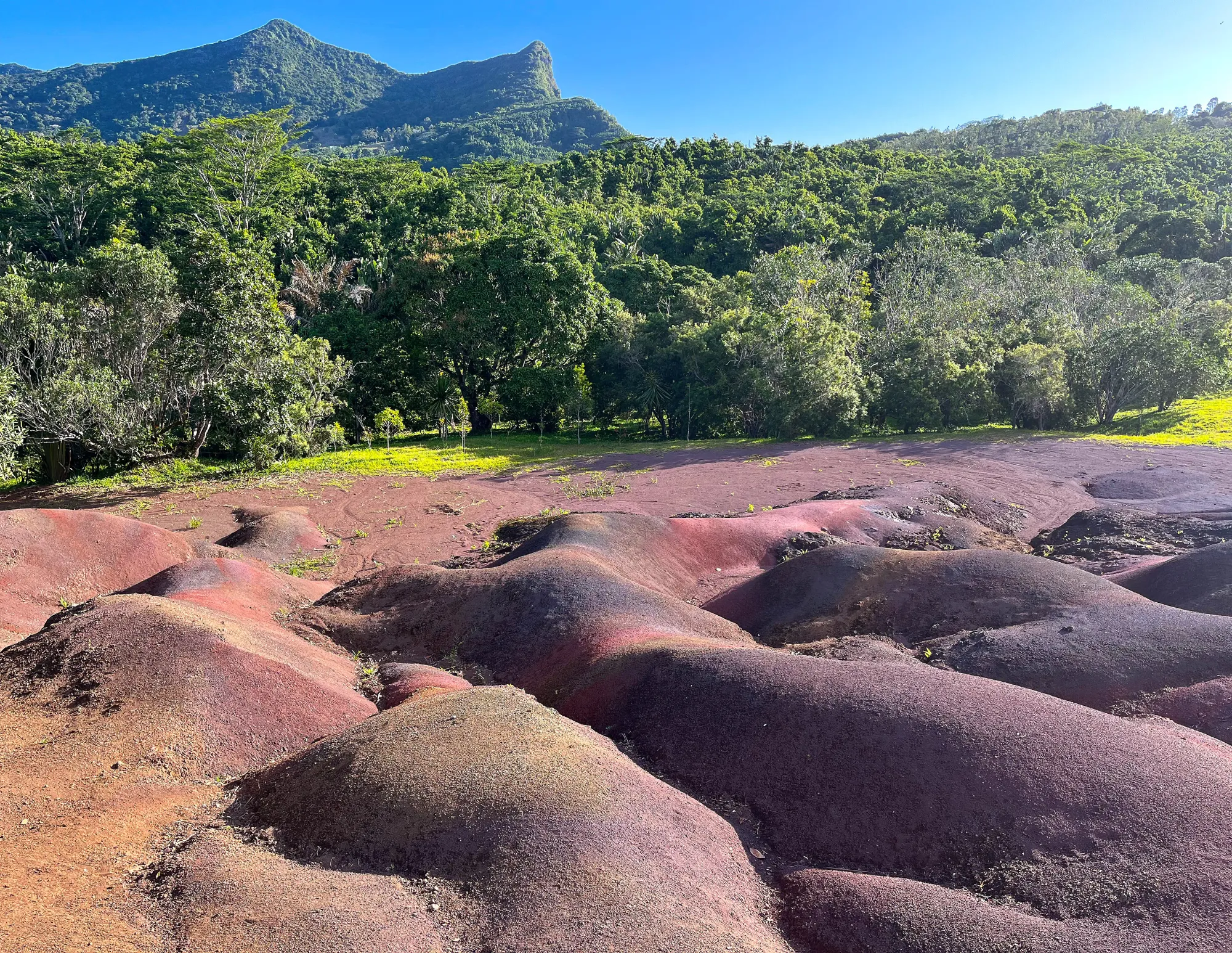 Purple, orange, and blue ground before bright green trees