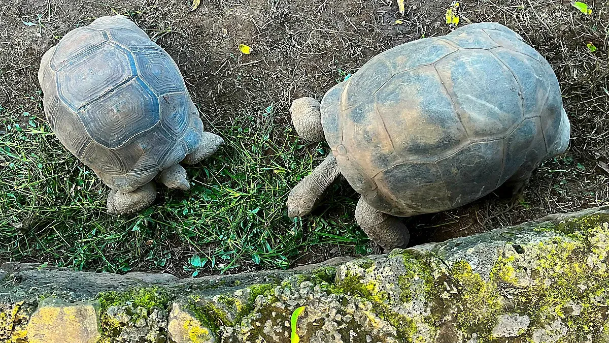 Two tortoises eating grass next to a mossy stone wall