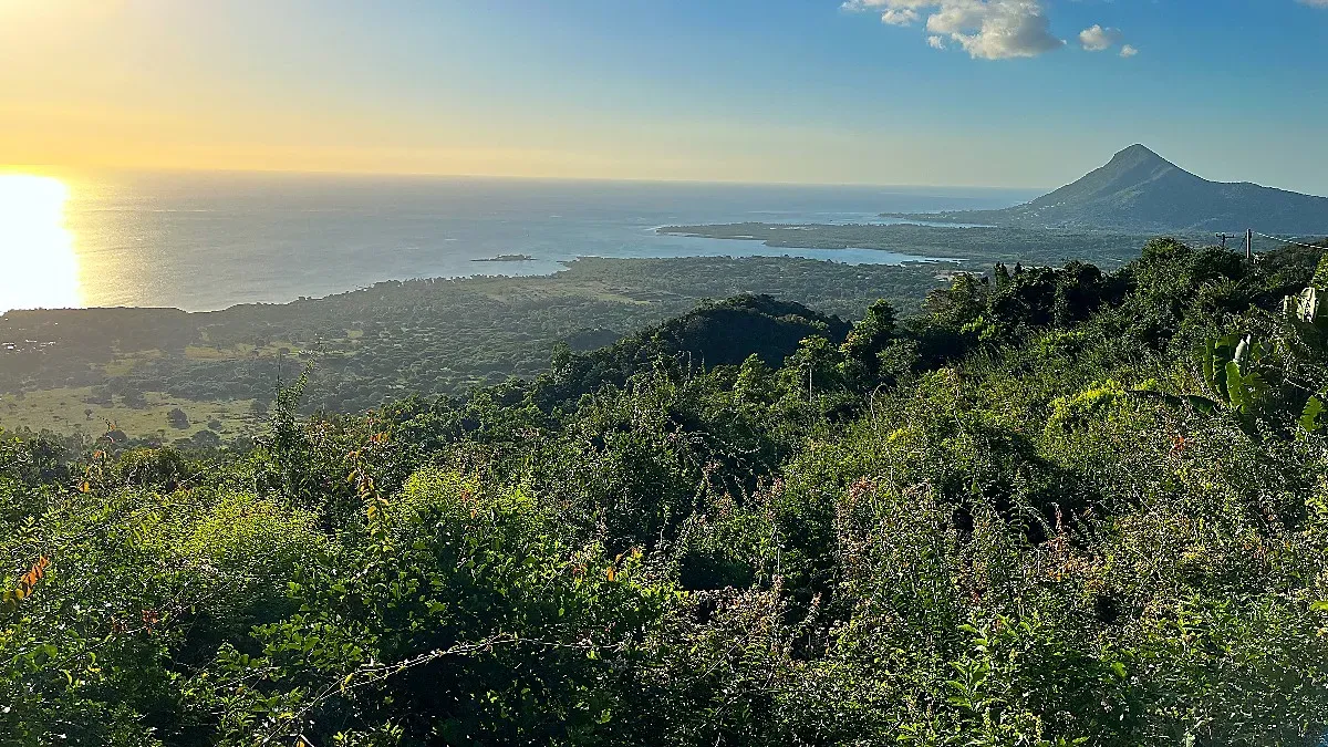 Lots of foliage down a slope pointing at the ocean
