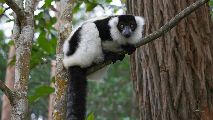 Fluffy black and white lemur perched on a tree branch with tail dangling looking directly at the camera
