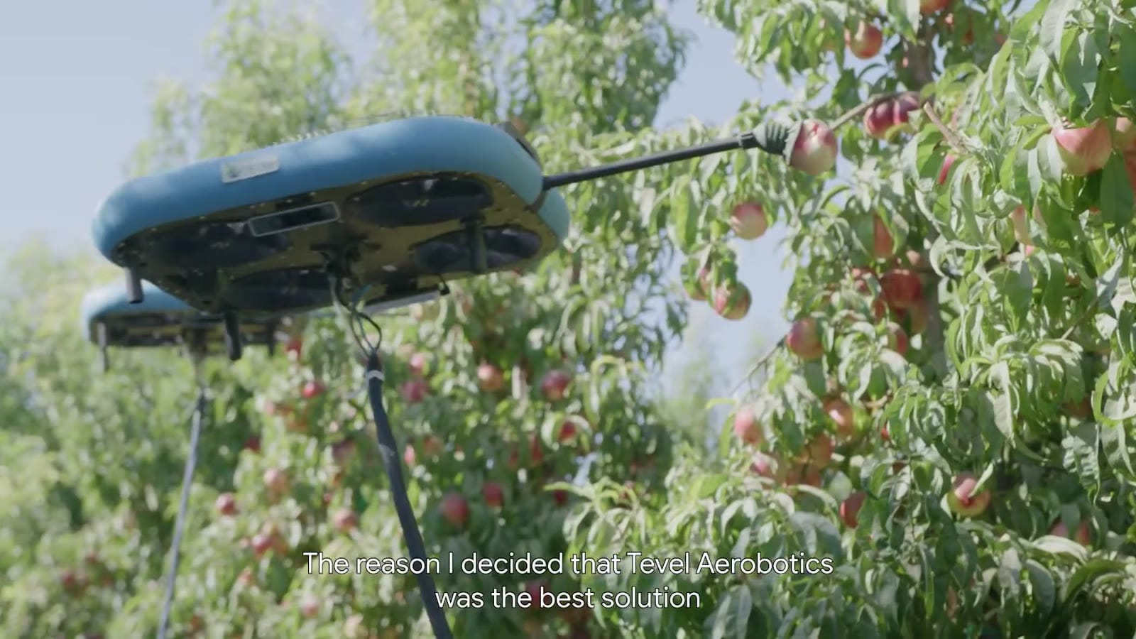 Tevel flying fruit-picking robots in an orchard