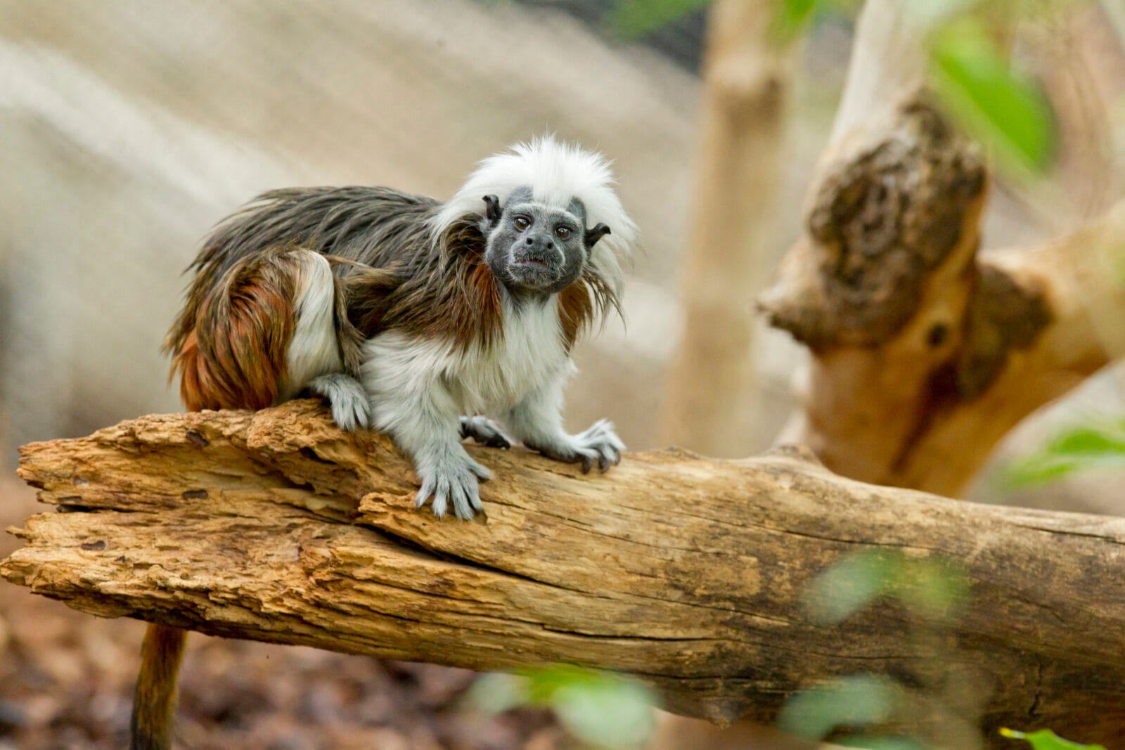 Pied tamarin at at the Lincoln Park Zoo in Chicago, Illinois.