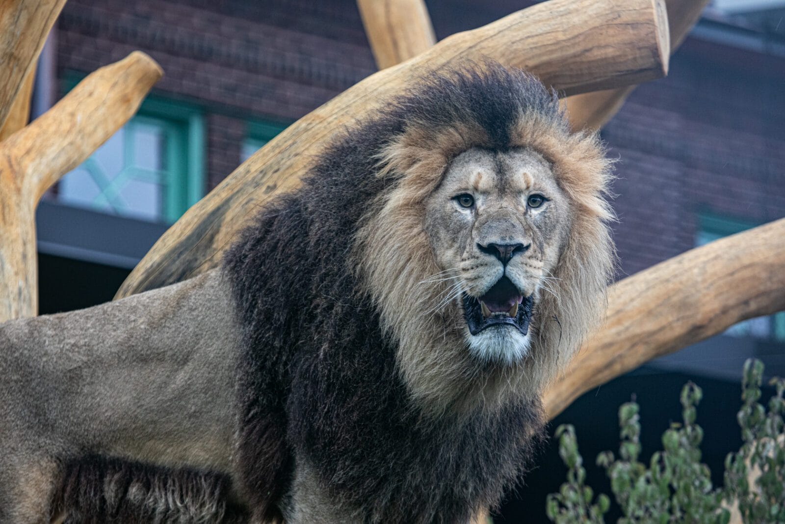 Lion at the Lincoln Park Zoo in Chicago, Illinois.