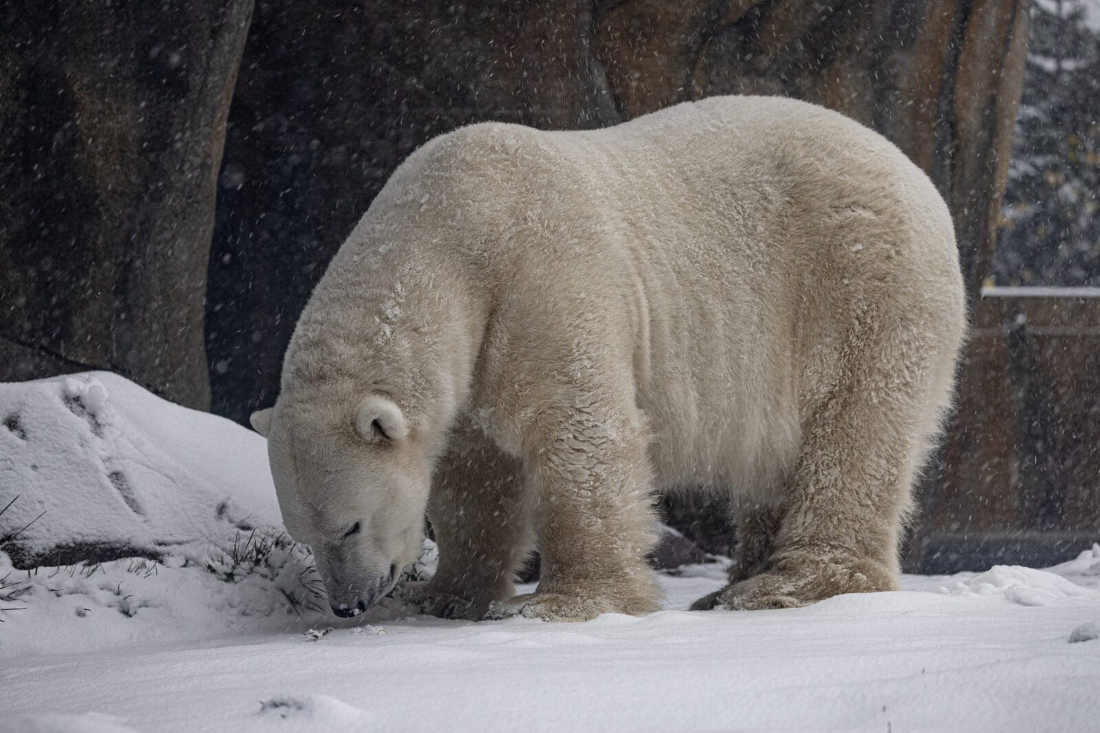 Polar bear at the Lincoln Park Zoo in Chicago, Illinois.