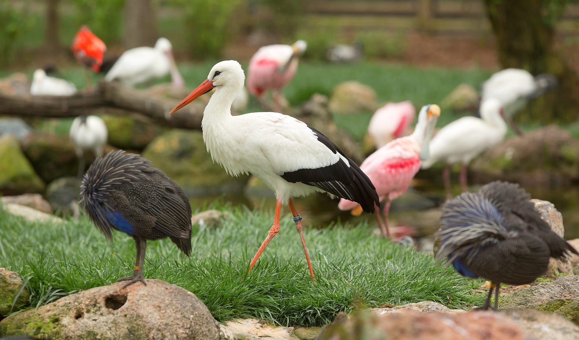 Safari West in Sonoma County, California.