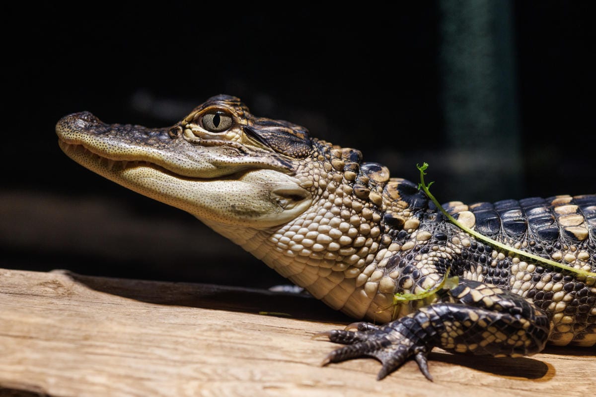 Alligator at the Tennessee Aquarium in Chattanooga.
