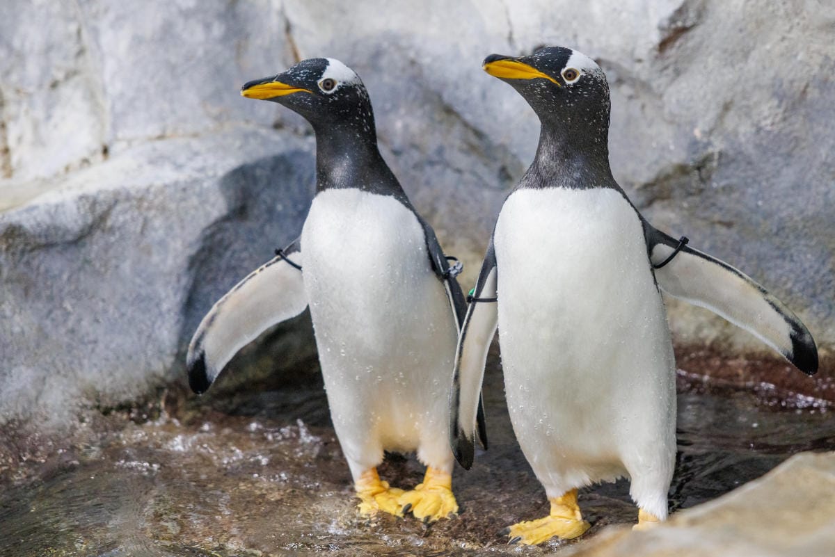 Gentoo Penguins at the Lincoln Park Zoo in Chicago, Illinois.