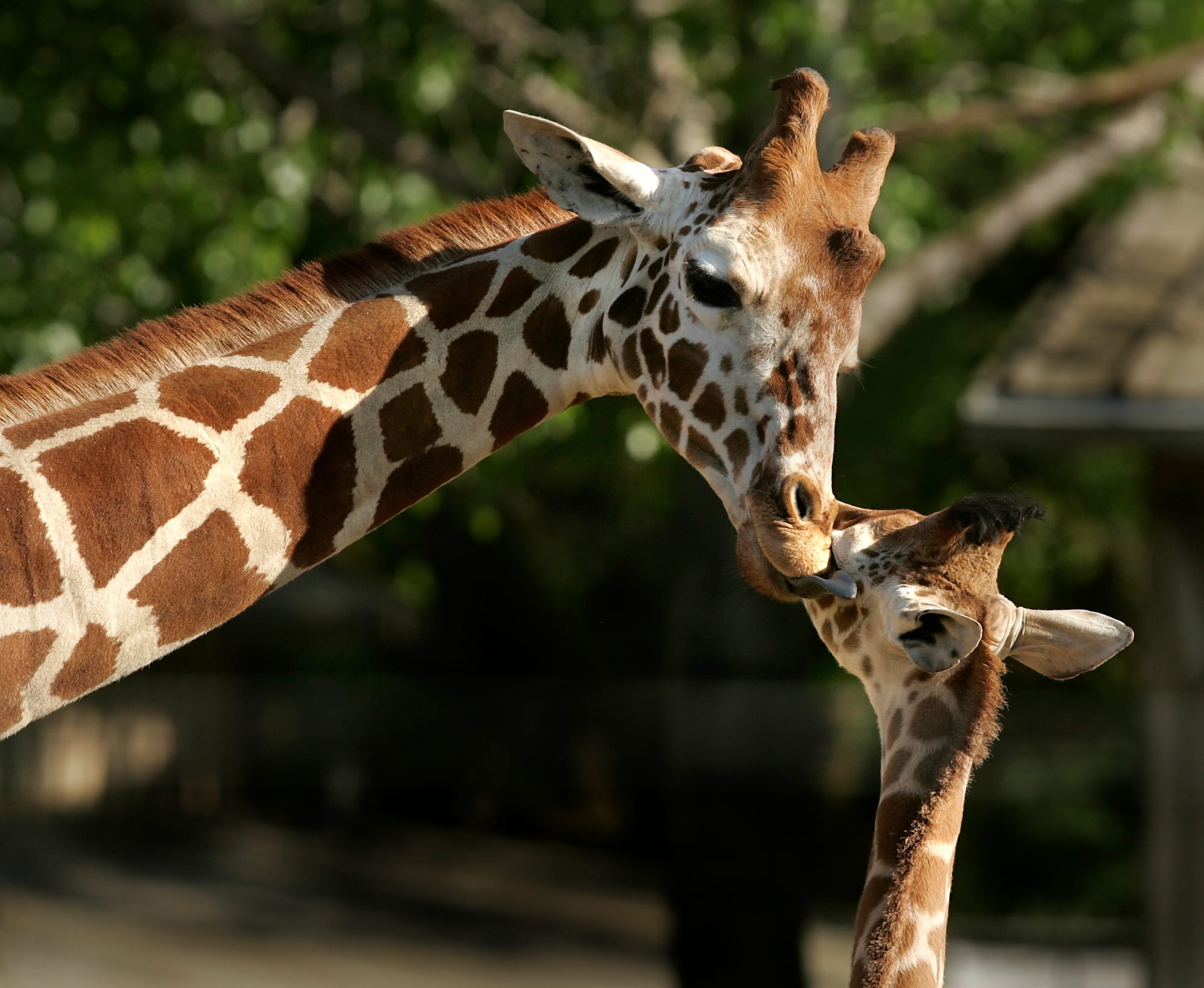 Giraffes at Safari West in Sonoma County, California.